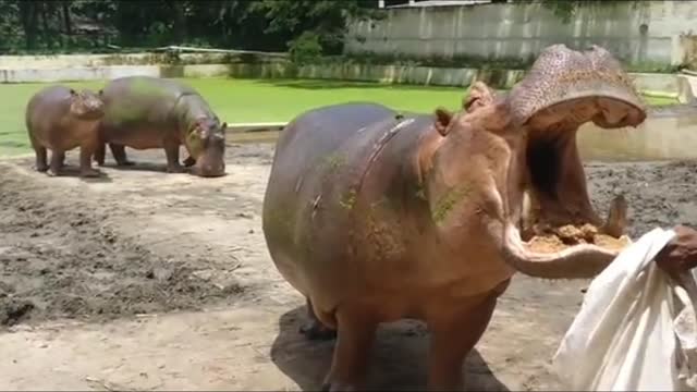 Zookeepers feed Hippos 2021