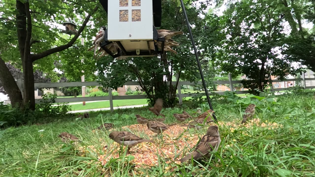 Birds and Cardinal snacking in the afternoon