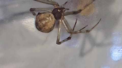 Mama Spider Caring for Fresh Egg