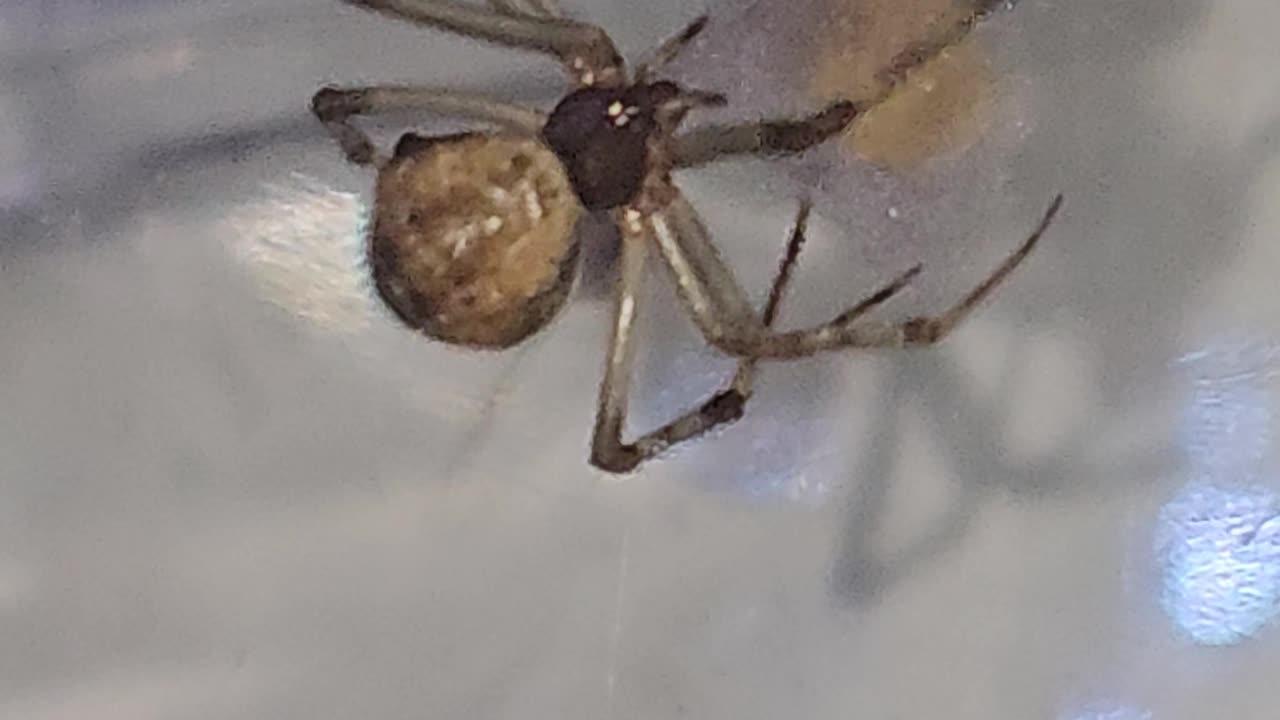 Mama Spider Caring for Fresh Egg