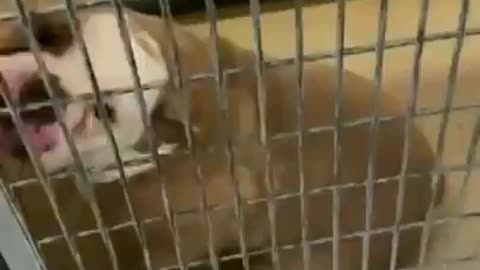 Hello friends. Here is a video of a dog having been adopted.