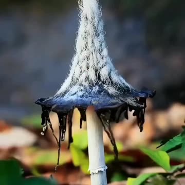 Bonsai Bliss: Embracing Nature's Beauty