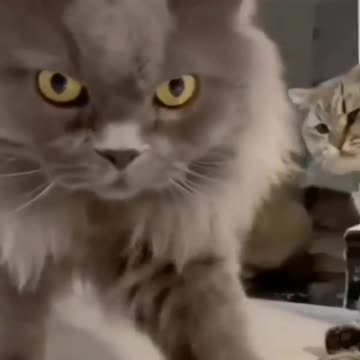 funny cat funny cat videos,no limits