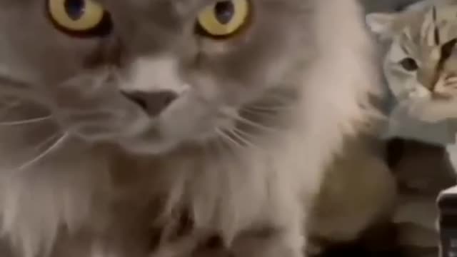 funny cat funny cat videos,no limits