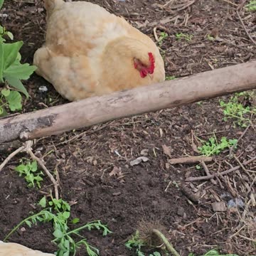 OMC! Part of the flock relaxing after a rough day! #chickens #relaxing #shorts #backyardchickens