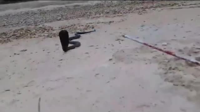 Algerian Cobra الكوبرا الجزائرية