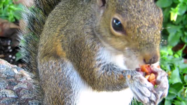 adorable and lovely squirrel eating