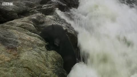 Dangerous Salmon Fishing with a Bear | BBC Earth