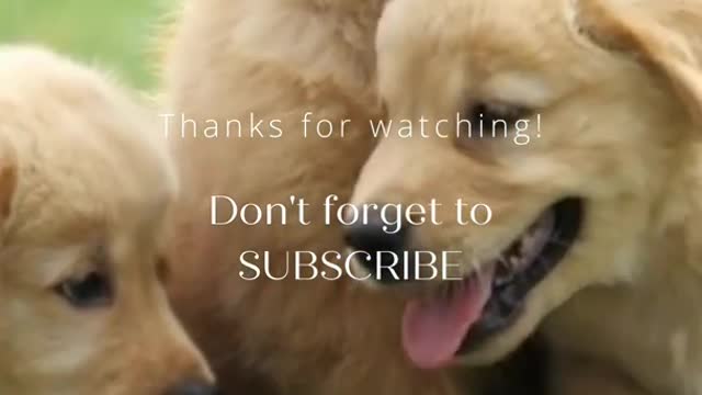 Compilation of Funny DOG Videos!