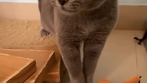 Cat meow not mine! #notmine #funny #cat #cat #cute #kitten #pets #meow #videos #shorts #dog