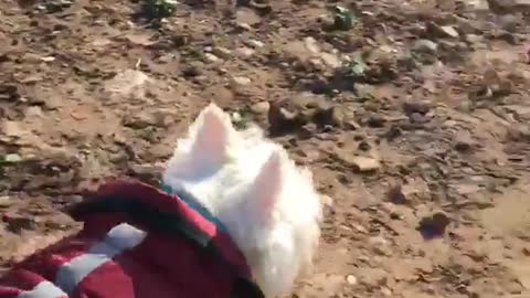 White dog with red coat on walks in the dirt