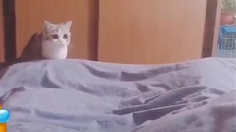 cute cat jumping