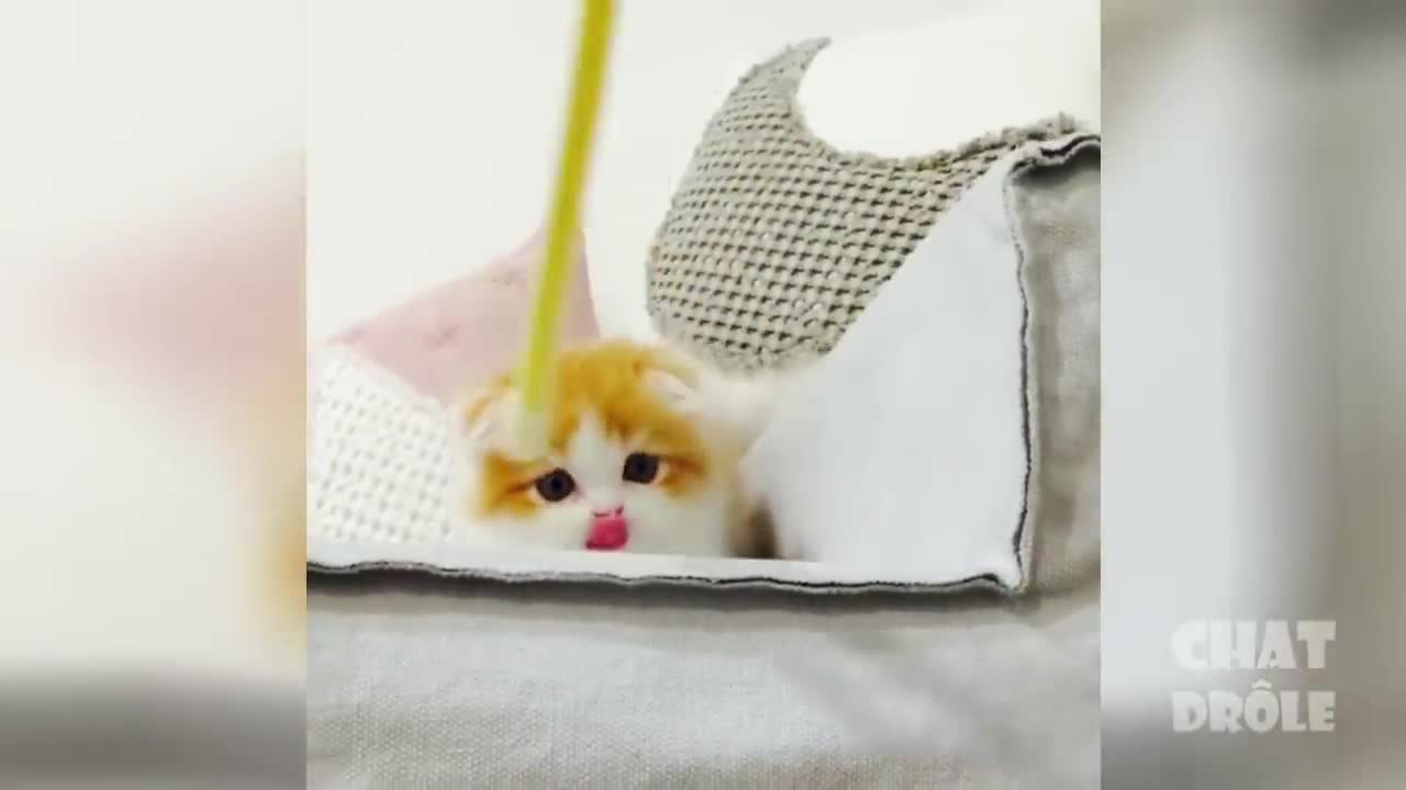 Top Funny Cat Videos Of The Weekly