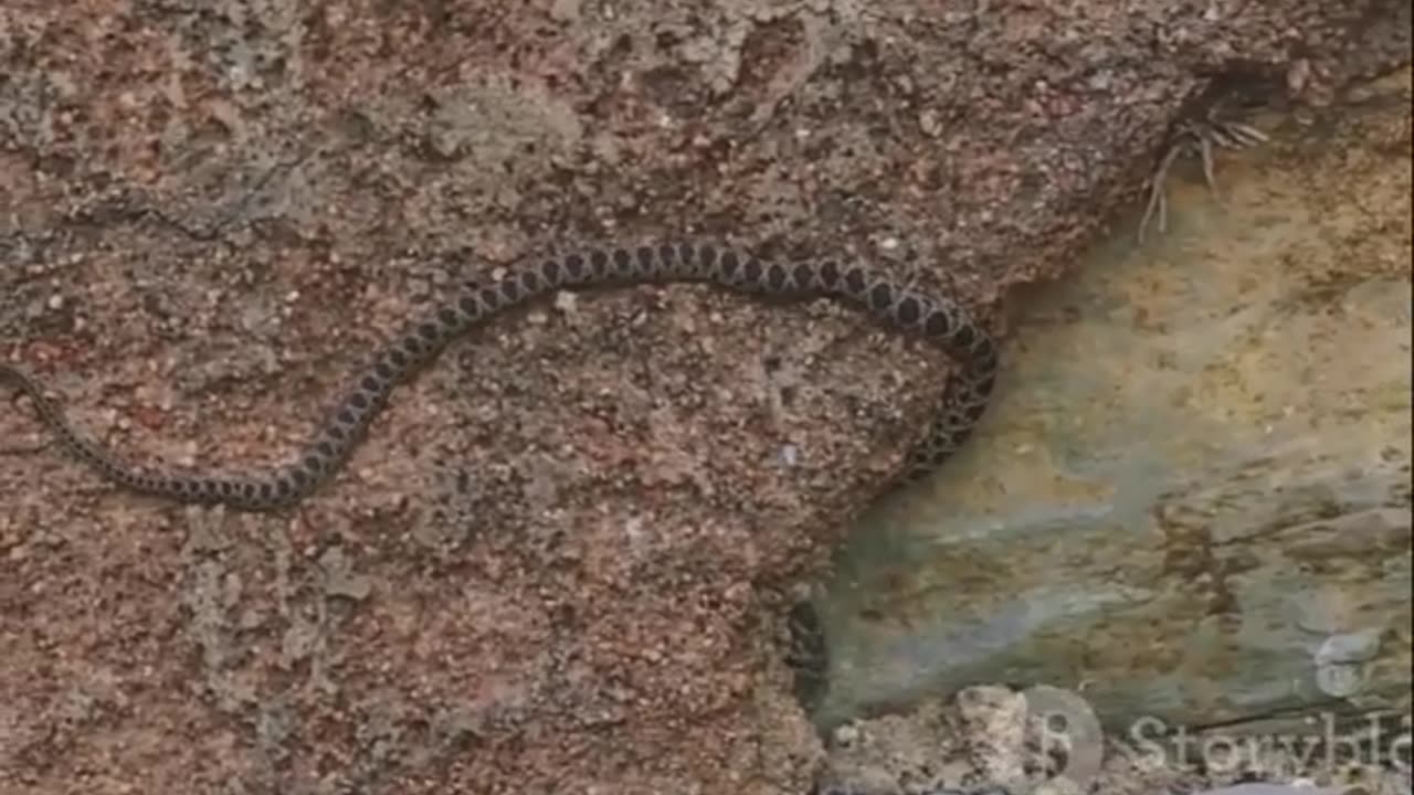 The Amazing Barbados Thread Snake Unveiling the World's Smallest Serpent