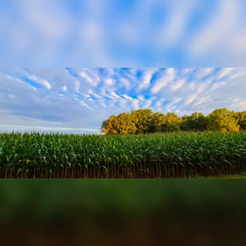 Good Morning In Nature