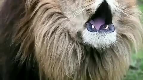 Real Lion Original Voice.