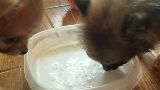 Cute Puppies Drinking Milk