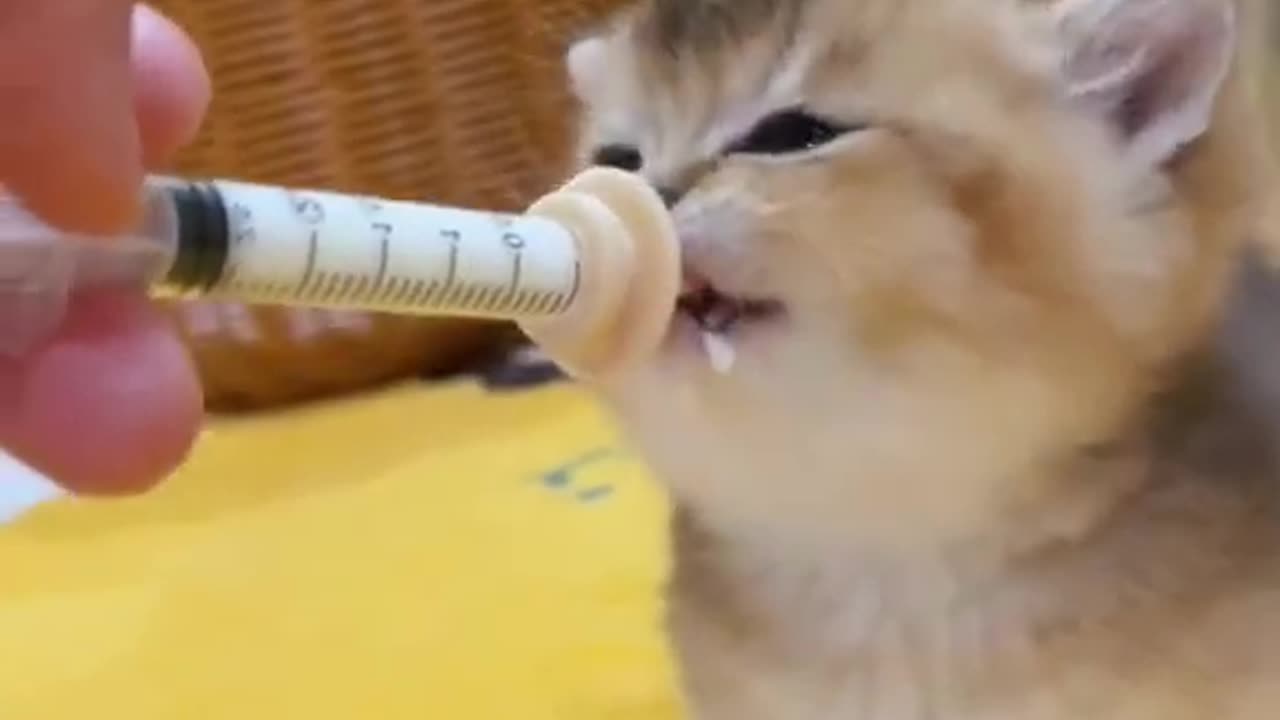 MILK FEED IN KITTEN