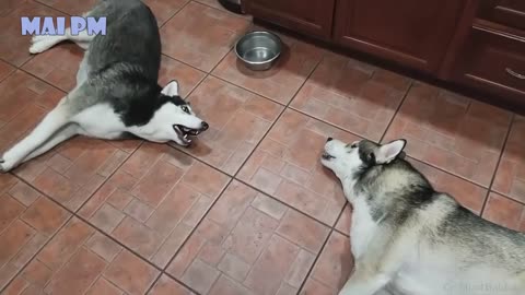 Husky dog is the best comic 😄🤣 Funny Husky Dogs Video Compilation