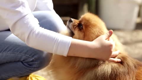 A girl stroking a pomeranian dog