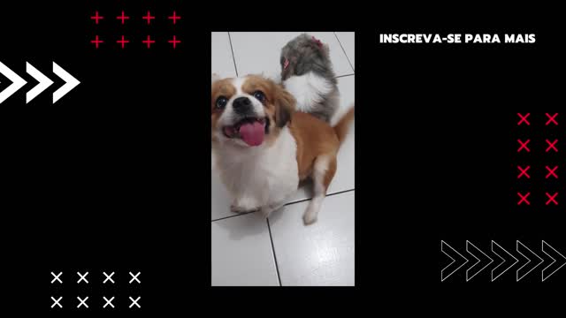 Pet quer atenção