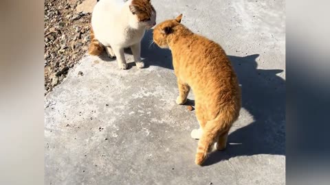 Two cats quarreling as soon as they meet