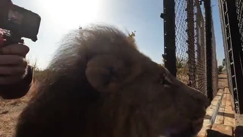 How Kevin Richardson Moves LIONS