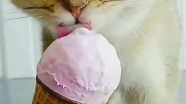 funny video funny cat eats ice cream very funny