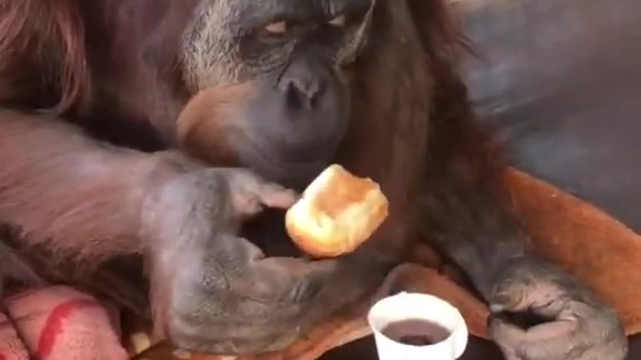 Makan Roti dulu sambil ngopi cuy