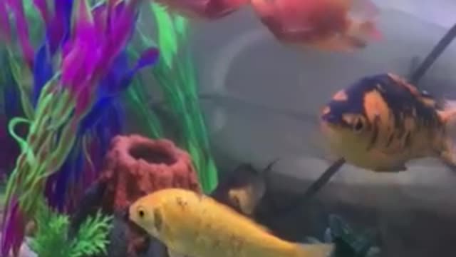 very loving pair of fish