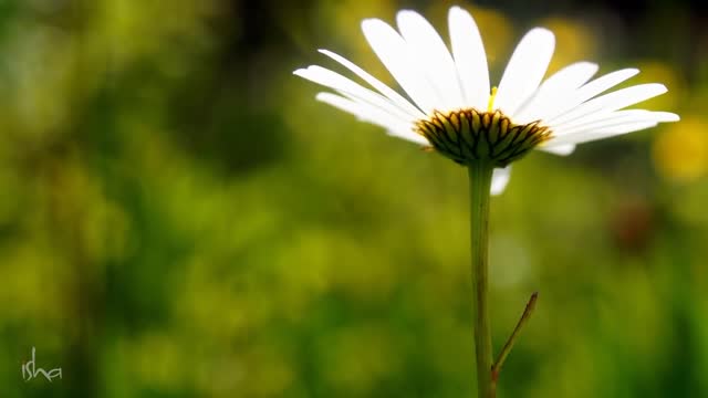 Relaxing Flute Music: Calm Music | मनःशांतीसाठी मधुर संगीत,दररोज ऐका,निवांत व्हा