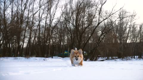 Little Dog running