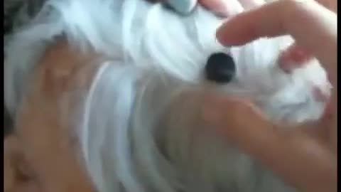 THE DEATH VAX IS MAKING PEOPLE MAGNETIC