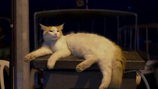 Close-up view of cute white fluffy cat lying outdoors in darkness