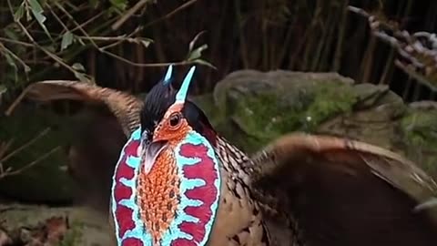 Amazing Cabot's Tragopan Pheasant Display in Full.