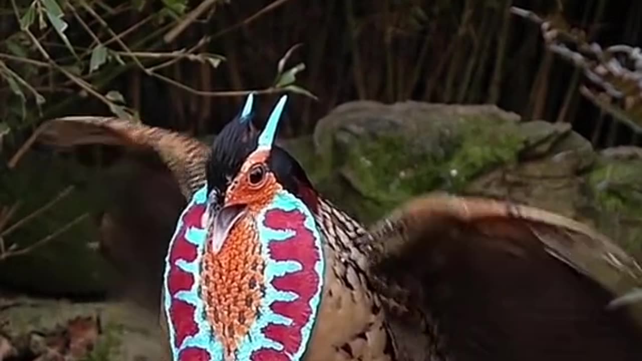 Amazing Cabot's Tragopan Pheasant Display in Full.