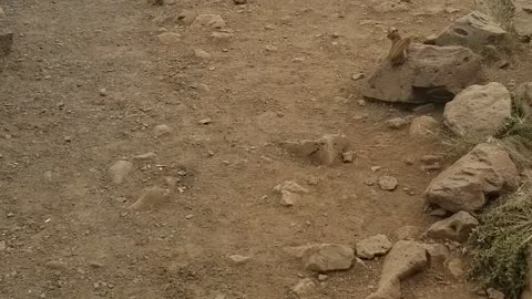 Chipmunks Join in for Lunch at Roadside Stop