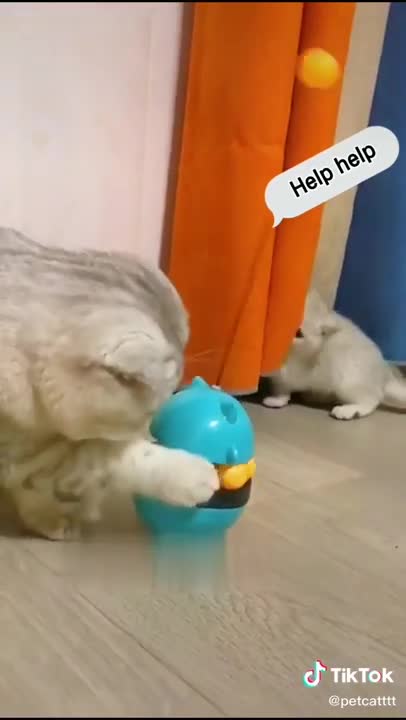 Funny lovely cat playing | funny video | Pets Always