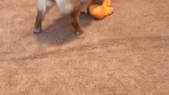 Tan dog faceplants with orange toy in his mouth