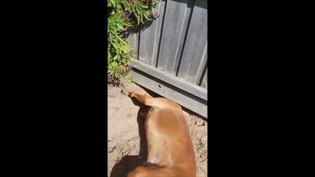 Neighboring dogs dig holes under the fence to play with each other check this out