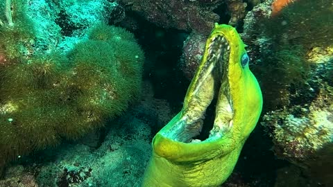 Mouthy Moray Eel