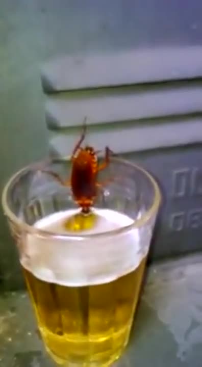 Cockroach drink beer