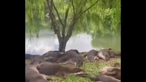 From seemingly being Otterly drunk 😅