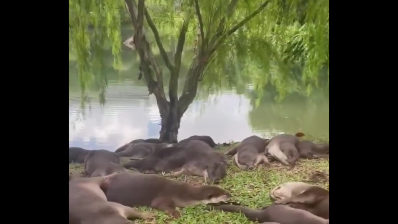 From seemingly being Otterly drunk 😅