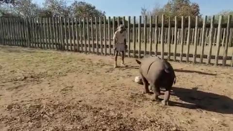 Cute baby rhino Thaba learns to play soccer