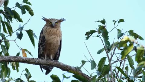 Tropical birds with name and sound