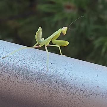A mantis visit