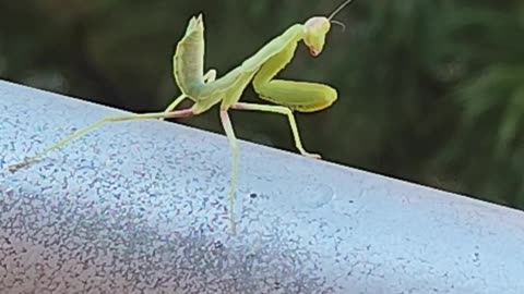 A mantis visit