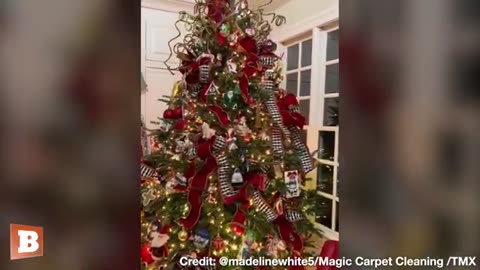 What a Hoot! Living Owl Found in Christmas Tree Days After Family Buys, Decorates It