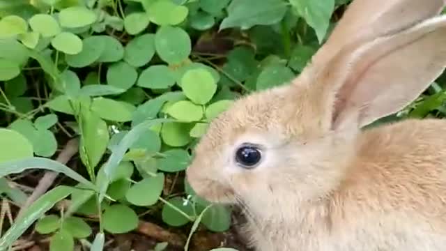 Cute little rabbit grazing in the field